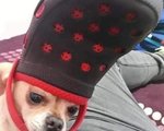 qpeckin