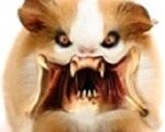 mushmont57@yahoo.com