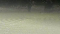 Cute busty brunette in fantasy monster land