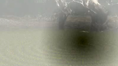 Cute busty brunette in fantasy monster land