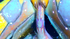 Lesbian 3d porn with two amazing hot animated beauties | Nimbus