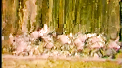 Adult cartoon film | Old Toon