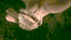 Amazing 3d princess is fucked by a horny creature in 3d porn