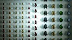 Bondaged young boy gets handjob from horny schoolgirl