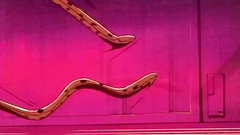 Space adventures and tentacles sex on the space ship