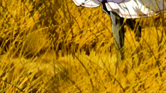 Gorgeous brunette teen against big and hard cock