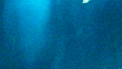 BDSM gains with young and innocent anime cuties